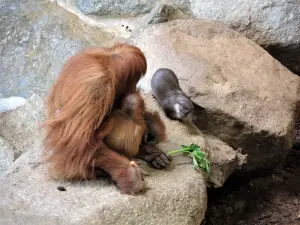 Orang-Outan et loutre - Zoo (© J.E)