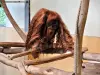 オスオランウータン - 動物園（©J.E）