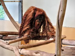 Männlicher Orang-Utan - Zoo (© J.E)