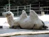 Bactrian Camel - Zoo (© J.E)