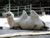 フタコブラクダ - 動物園（©J.E）