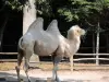 フタコブラクダ - 動物園（©J.E）