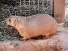 ゴールデンアグーチ - 動物園（©J.E）