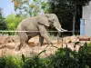 アフリカゾウ - 動物園（©J.E）