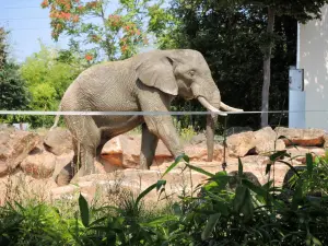 Afrikanischer Elefant - Zoo (© J.E)