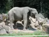 Éléphant d'Afrique - Zoo (© J.E)