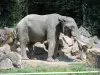 アフリカゾウ - 動物園（©J.E）