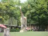 Girafe - Zoo (© J.E)