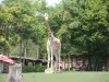 キリン - 動物園（©J.E）