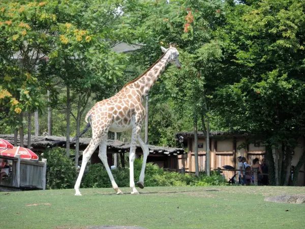 Girafe - Zoo (© J.E)