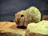 アトラスのガウンディ - 動物園（©J.E）
