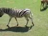 シマウマ - 動物園（©J.E）