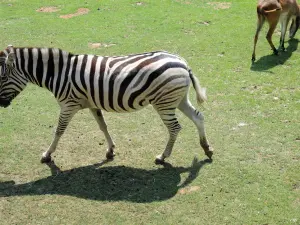 Zebra - Zoo (© J.E)