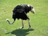Ostrich - Zoo (© J.E)