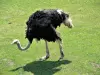 ダチョウ - 動物園（©J.E）