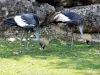 Crowned Cranes - Zoo (© J.E)