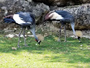 Grues couronnées - Zoo (© J.E)