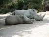Rhinocéros - Zoo (© J.E)