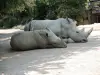 サイ - 動物園（©J.E）