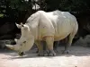 Rhinoceros - Zoo (© J.E)