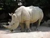 サイ - 動物園（©J.E）