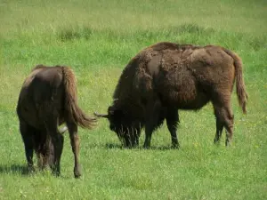 bisontes