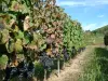 Anglars-Juillac - Wandern Im Herzen der Weinberge von Cahors