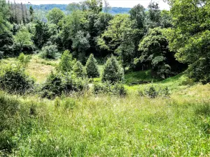 Anteuil - Doline, fontaine et source de Greutal (© J.E)