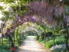 Parque floral - El callejón de las glicinias