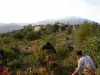 A morning of harvest outside the village