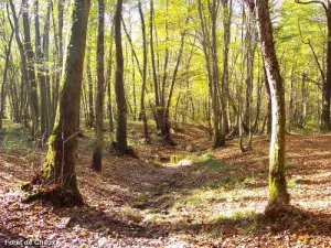 Forêt de Chaux