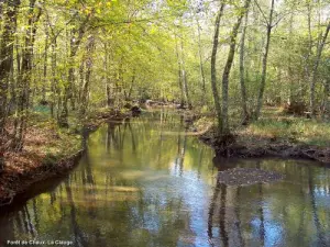 Forêt de Chaux