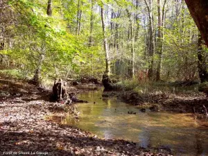 Forêt de Chaux