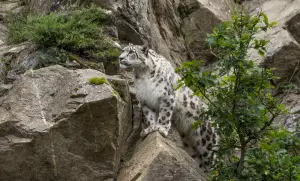 leopardo delle nevi in ​​Alvernia Animal Park