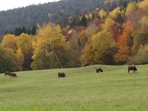 Bijna Arith in herfstkleuren