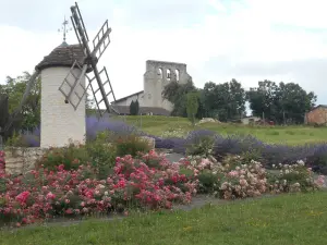 Uitzicht op de klokkentoren en groene ruimte