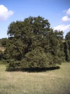 Bäume Hundertjährigen