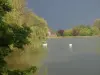 Cygnes de l'étang