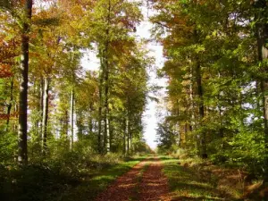 Weiß Herbstwald