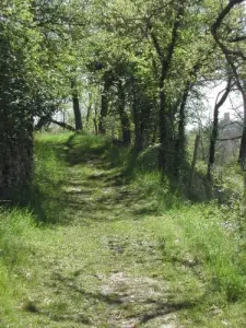 Pad van de schuilplaats prehistorische