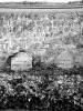 文森特和梵高的墓葬