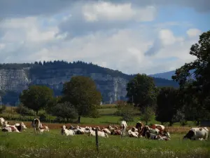 Сельская среда, спокойствие и подлинность, производство молока в большинстве в Avressieux