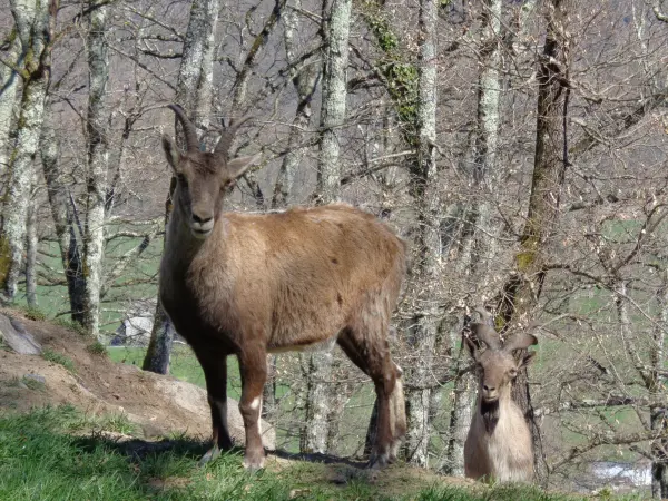 Tierpark von Pyrénées - Freizeitstätte in Ayzac-Ost