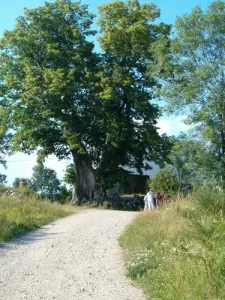 Tilleul de Sully op Bagnols (gemeente La Touraille)