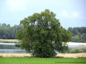 Le platane de Balloy