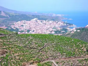 Vineyard Banyuls-sur-Mer