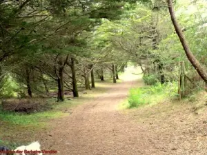 Nice caminhadas nas florestas de pinheiros