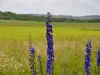 Fleurs des champs à Barst