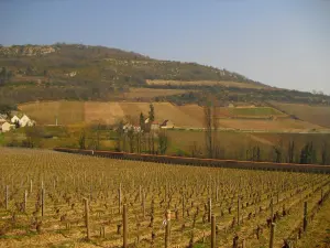 Vue sur le vignoble de Baubigny