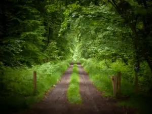 Forest Villecartier naar Bazouges-la-Pérouse (© Stenphoto)